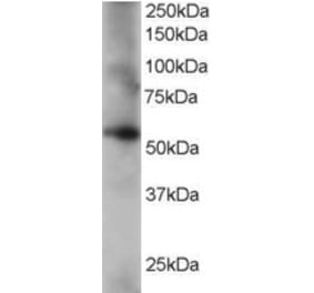 Western Blot - Anti-Coronin-1C Antibody (A84023) - Antibodies.com