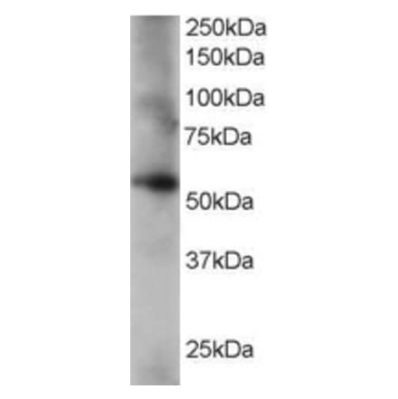 Western Blot - Anti-Coronin-1C Antibody (A84023) - Antibodies.com