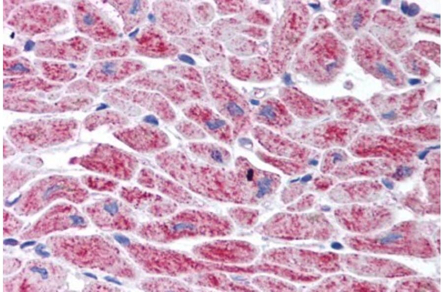 Immunohistochemistry - Anti-SNM1A Antibody (A84024) - Antibodies.com