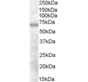 Western Blot - Anti-DEF6 Antibody (A84025) - Antibodies.com