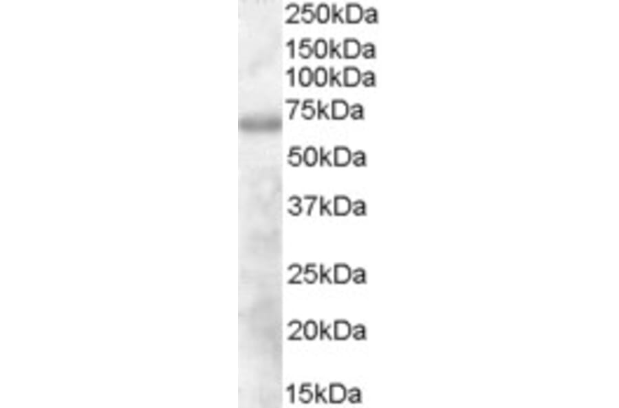 Western Blot - Anti-DEF6 Antibody (A84025) - Antibodies.com