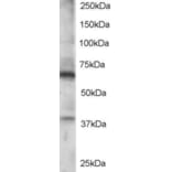Western Blot - Anti-RGS14 Antibody (A84026) - Antibodies.com