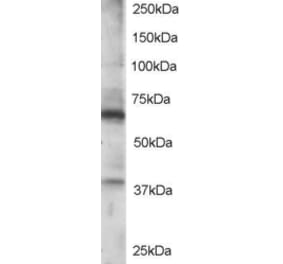Western Blot - Anti-RGS14 Antibody (A84026) - Antibodies.com