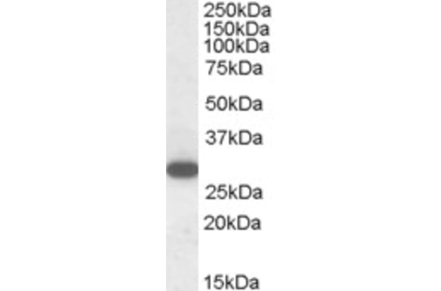 Western Blot - Anti-RGS18 Antibody (A84027) - Antibodies.com