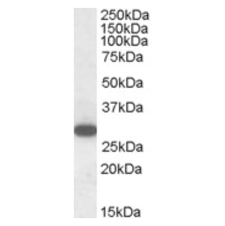 Western Blot - Anti-RGS18 Antibody (A84027) - Antibodies.com