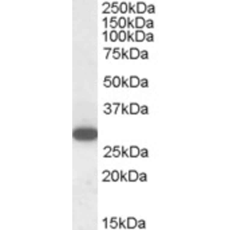 Western Blot - Anti-RGS18 Antibody (A84027) - Antibodies.com