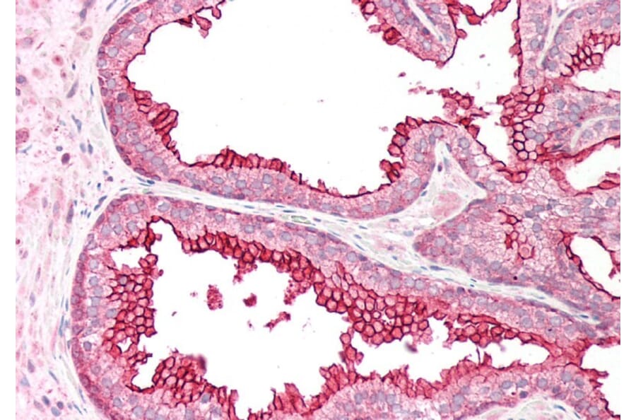 Immunohistochemistry - Anti-RGS18 Antibody (A84027) - Antibodies.com