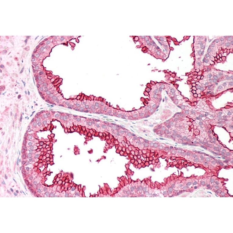 Immunohistochemistry - Anti-RGS18 Antibody (A84027) - Antibodies.com