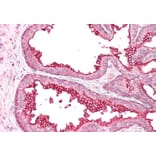 Immunohistochemistry - Anti-RGS18 Antibody (A84027) - Antibodies.com