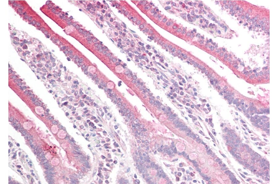 Immunohistochemistry - Anti-RGS18 Antibody (A84027) - Antibodies.com