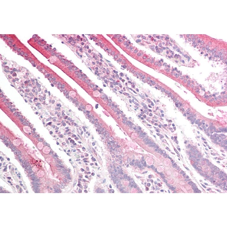 Immunohistochemistry - Anti-RGS18 Antibody (A84027) - Antibodies.com