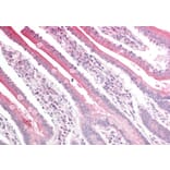 Immunohistochemistry - Anti-RGS18 Antibody (A84027) - Antibodies.com