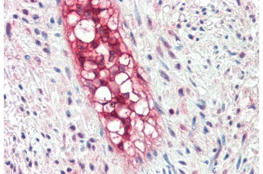 Immunohistochemistry - Anti-ECSM2 Antibody (A84028) - Antibodies.com