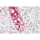 Immunohistochemistry - Anti-ECSM2 Antibody (A84028) - Antibodies.com