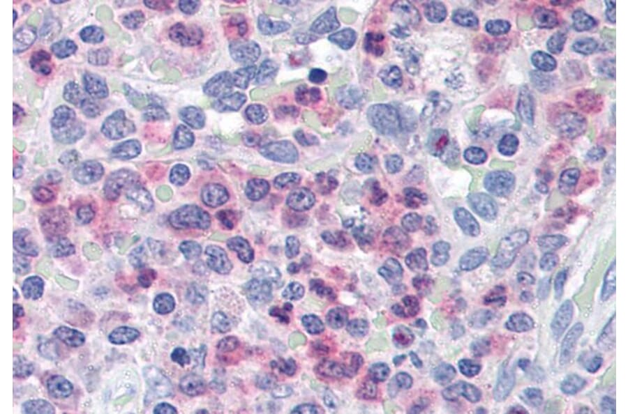 Immunohistochemistry - Anti-Munc 13-4 Antibody (A84029) - Antibodies.com