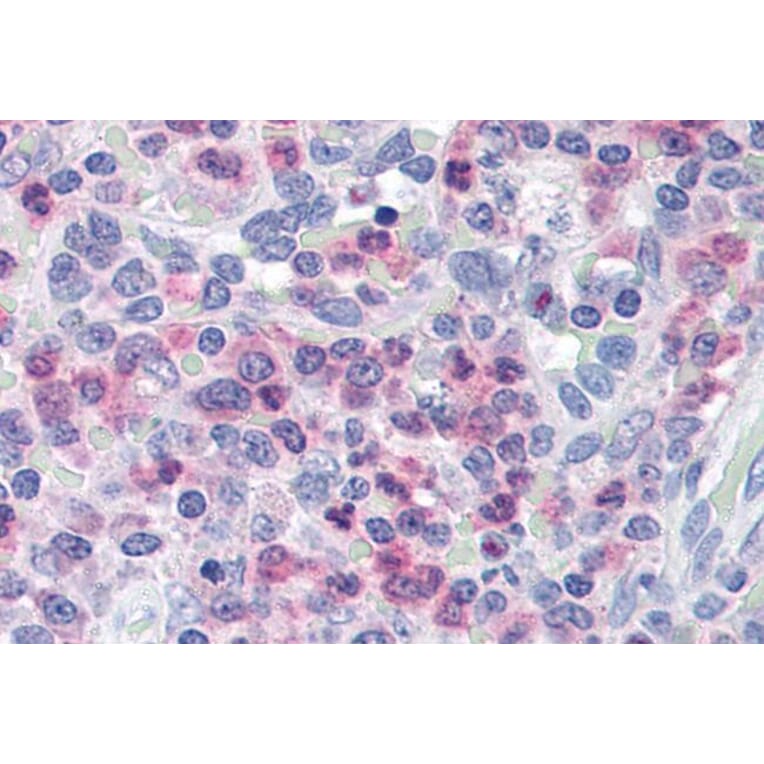 Immunohistochemistry - Anti-Munc 13-4 Antibody (A84029) - Antibodies.com