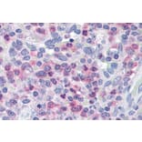 Immunohistochemistry - Anti-Munc 13-4 Antibody (A84029) - Antibodies.com