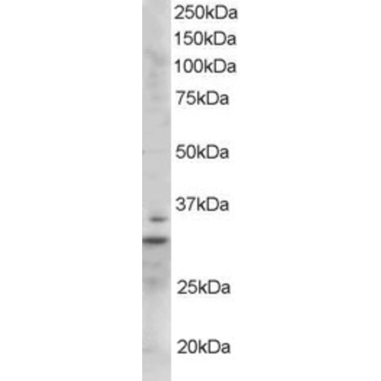 Western Blot - Anti-LIME Antibody (A84030) - Antibodies.com