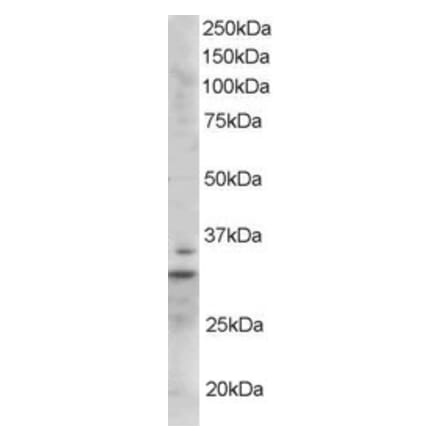 Western Blot - Anti-Lime1 Antibody (A84030) - Antibodies.com