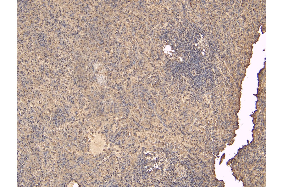 Immunohistochemistry - Anti-FLAP Antibody (A84031) - Antibodies.com