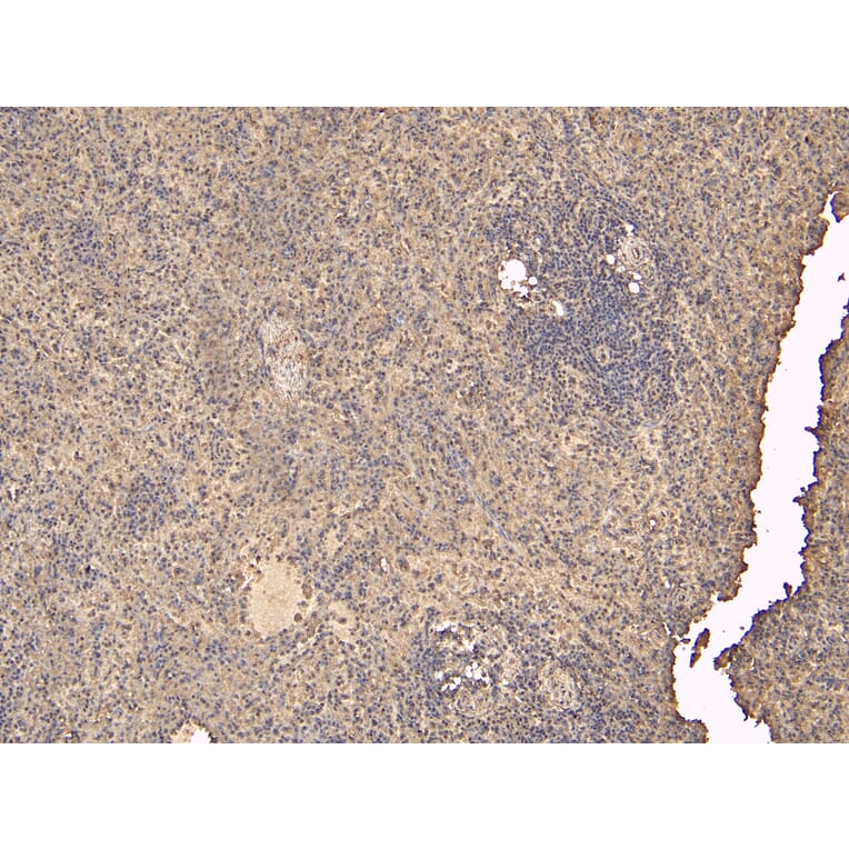 Immunohistochemistry - Anti-FLAP Antibody (A84031) - Antibodies.com