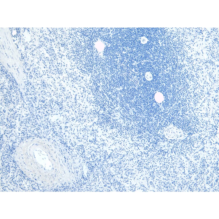 Immunohistochemistry - Anti-FLAP Antibody (A84031) - Antibodies.com