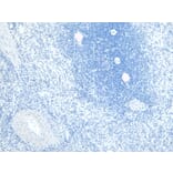 Immunohistochemistry - Anti-FLAP Antibody (A84031) - Antibodies.com