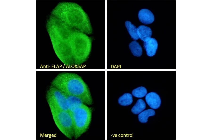 Immunofluorescence - Anti-FLAP Antibody (A84031) - Antibodies.com