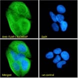 Immunofluorescence - Anti-FLAP Antibody (A84031) - Antibodies.com