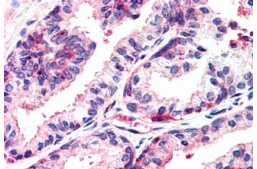 Immunohistochemistry - Anti-MSX1 Antibody (A84032) - Antibodies.com