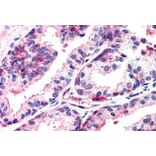 Immunohistochemistry - Anti-MSX1 Antibody (A84032) - Antibodies.com