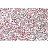 Immunohistochemistry - Anti-CD2BP2 Antibody (A84034) - Antibodies.com