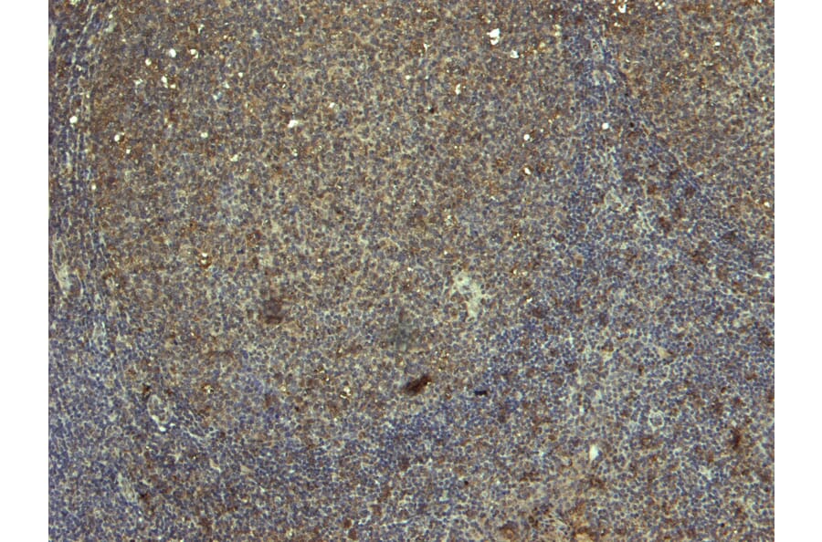 Immunohistochemistry - Anti-Ran Antibody (A84035) - Antibodies.com