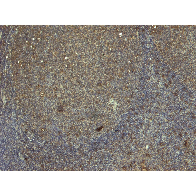 Immunohistochemistry - Anti-Ran Antibody (A84035) - Antibodies.com