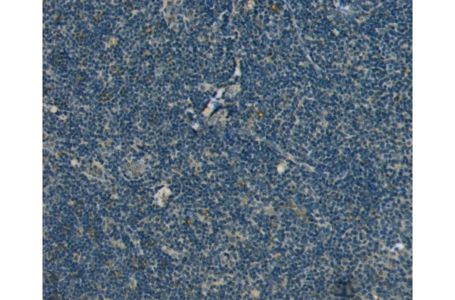 Immunohistochemistry - Anti-Ran Antibody (A84035) - Antibodies.com