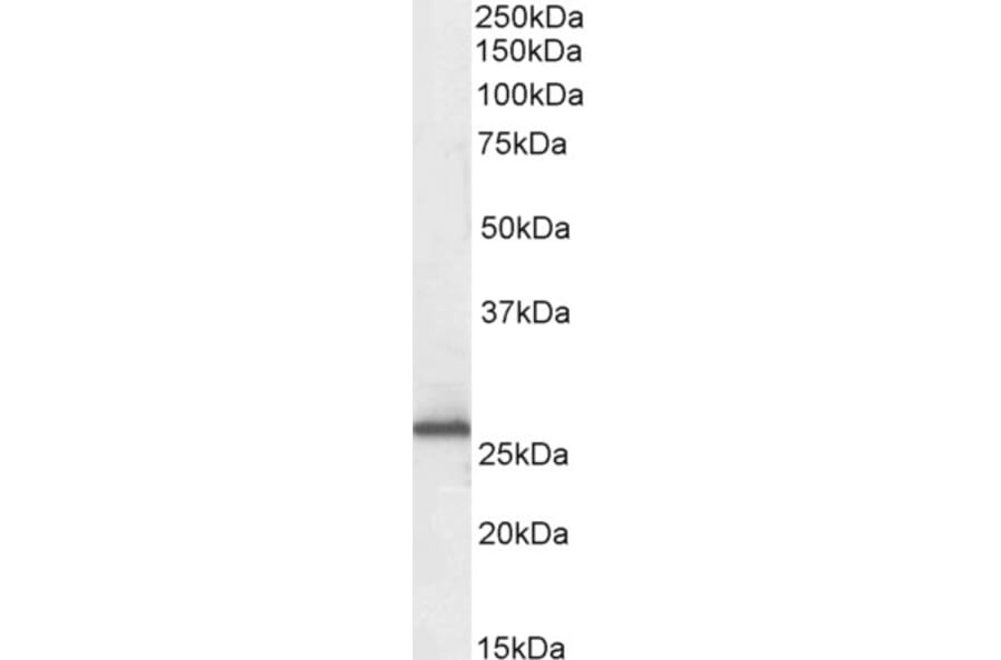 Western Blot - Anti-RanBP1 Antibody (A84036) - Antibodies.com