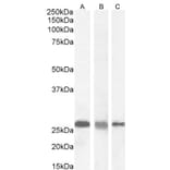 Western Blot - Anti-RanBP1 Antibody (A84036) - Antibodies.com