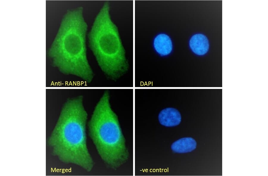 Immunofluorescence - Anti-RanBP1 Antibody (A84036) - Antibodies.com