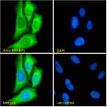 Immunofluorescence - Anti-RanBP1 Antibody (A84036) - Antibodies.com