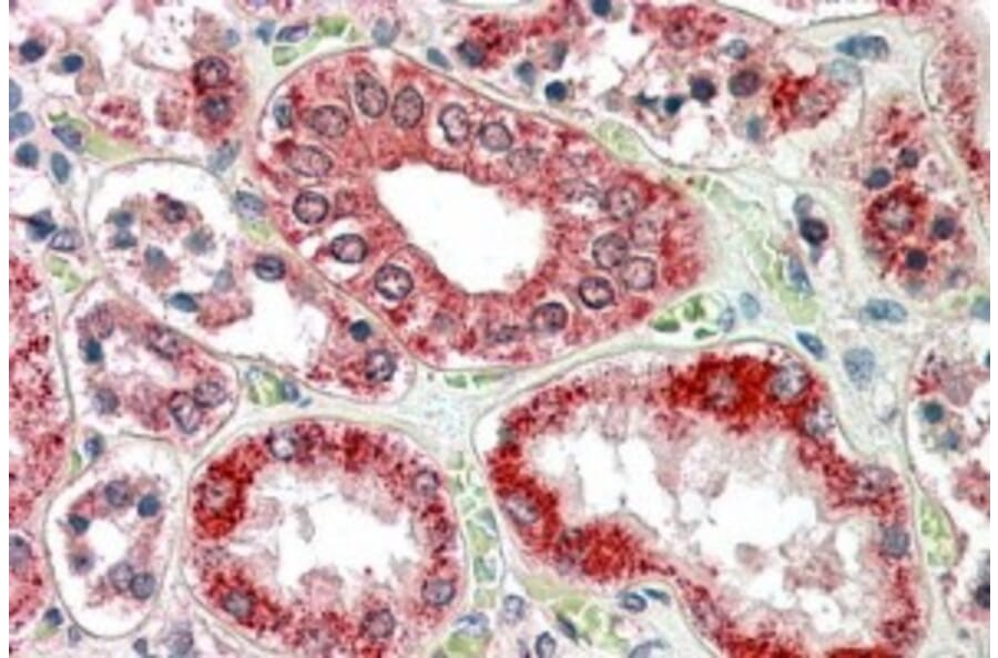 Immunohistochemistry - Anti-RanBP1 Antibody (A84036) - Antibodies.com