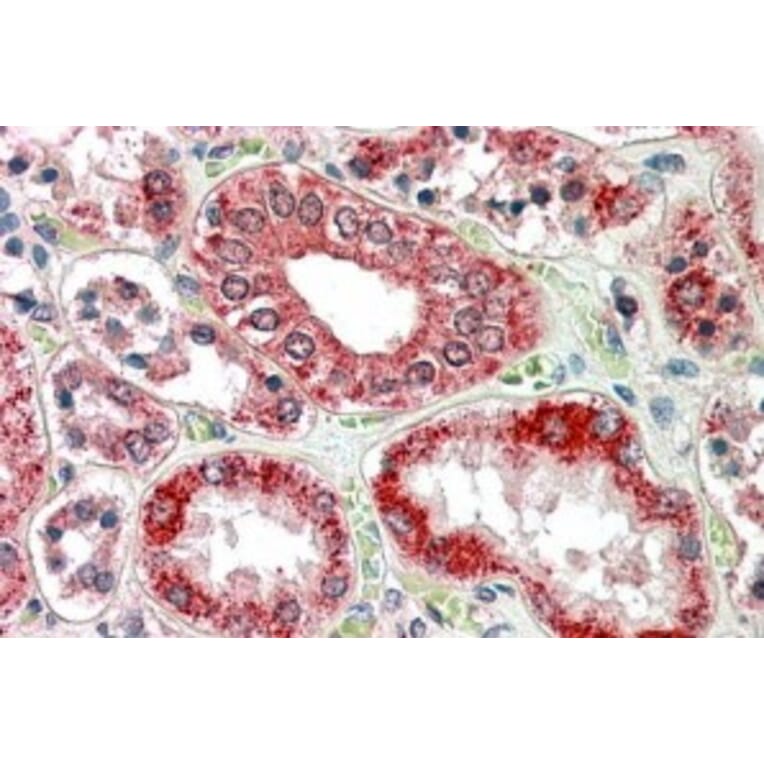 Immunohistochemistry - Anti-RanBP1 Antibody (A84036) - Antibodies.com