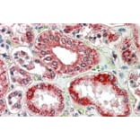 Immunohistochemistry - Anti-RanBP1 Antibody (A84036) - Antibodies.com
