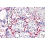 Immunohistochemistry - Anti-RAIN Antibody (A84037) - Antibodies.com