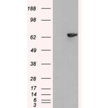 Western Blot - Anti-LNK Antibody (A84039) - Antibodies.com