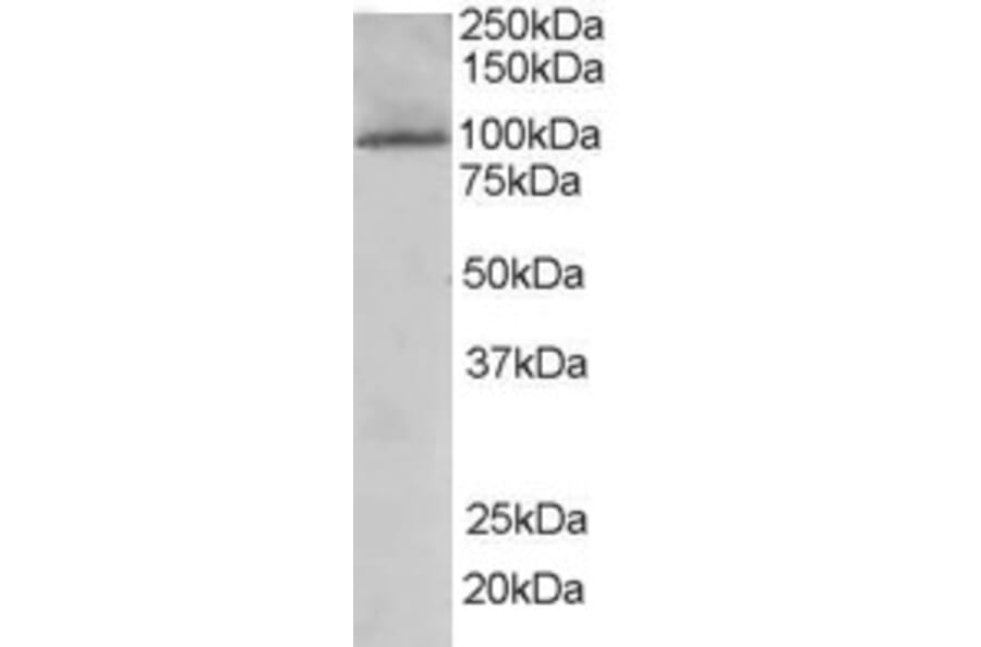 Western Blot - Anti-KDS Antibody (A84040) - Antibodies.com