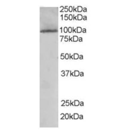 Western Blot - Anti-KDS Antibody (A84040) - Antibodies.com