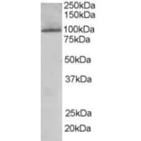 Western Blot - Anti-KDS Antibody (A84040) - Antibodies.com