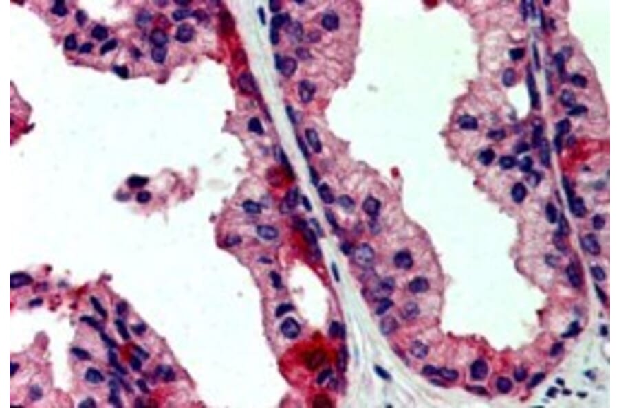 Immunohistochemistry - Anti-KDS Antibody (A84040) - Antibodies.com