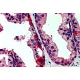 Immunohistochemistry - Anti-KDS Antibody (A84040) - Antibodies.com