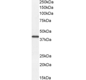 Western Blot - Anti-DKK1 Antibody (A84041) - Antibodies.com